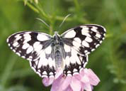 Naturlernkarte - Schmetterlinge
