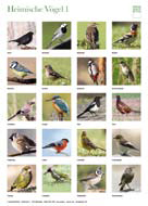 Naturlernplakat - Heimische Vögel 1