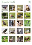 Naturlernplakat - Heimische Vögel 2